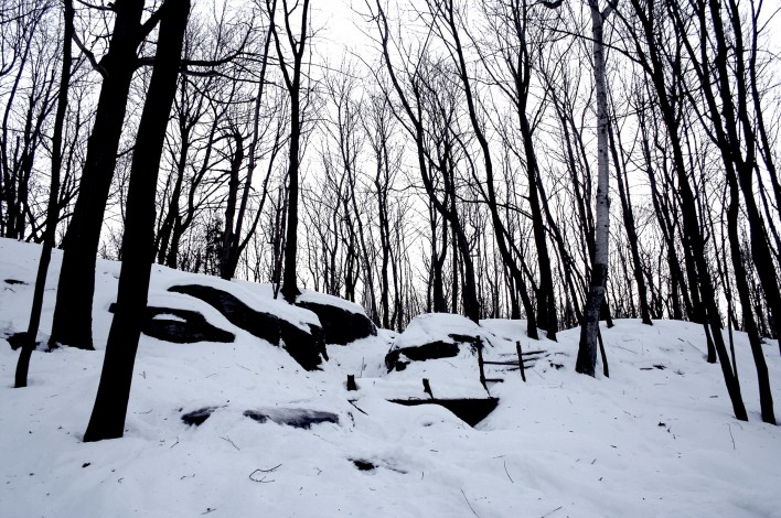 snowy trees