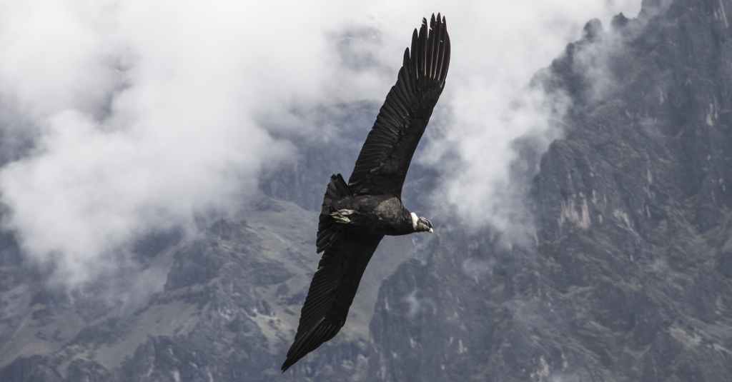 Condor flying colca canyons peru
